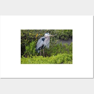 The Great Blue Heron In A Green Surround Posters and Art